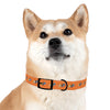 P&P Dog Collar - Orange