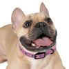 P&P Dog Collar - Pink