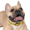 P&P Dog Collar - Yellow