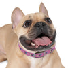 P&P Dog Collar - Pink