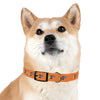 P&P Dog Collar - Orange