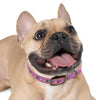 P&P Dog Collar - Pink