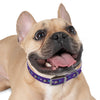 P&P Dog Collar - Purple