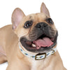 P&P Dog Collar - White