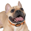 P&P Dog Collar - Orange