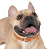 P&P Dog Collar - Orange