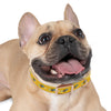 P&P Dog Collar - Yellow