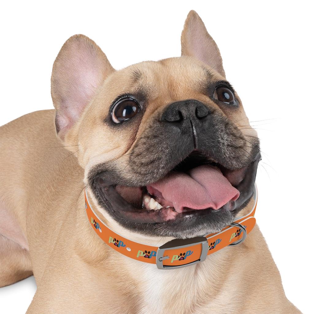 P&P Dog Collar - Orange