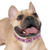 P&P Dog Collar - Pink